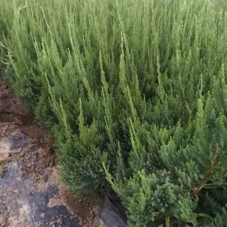 小龙柏报价 山东绿化用小龙柏  种植密度高