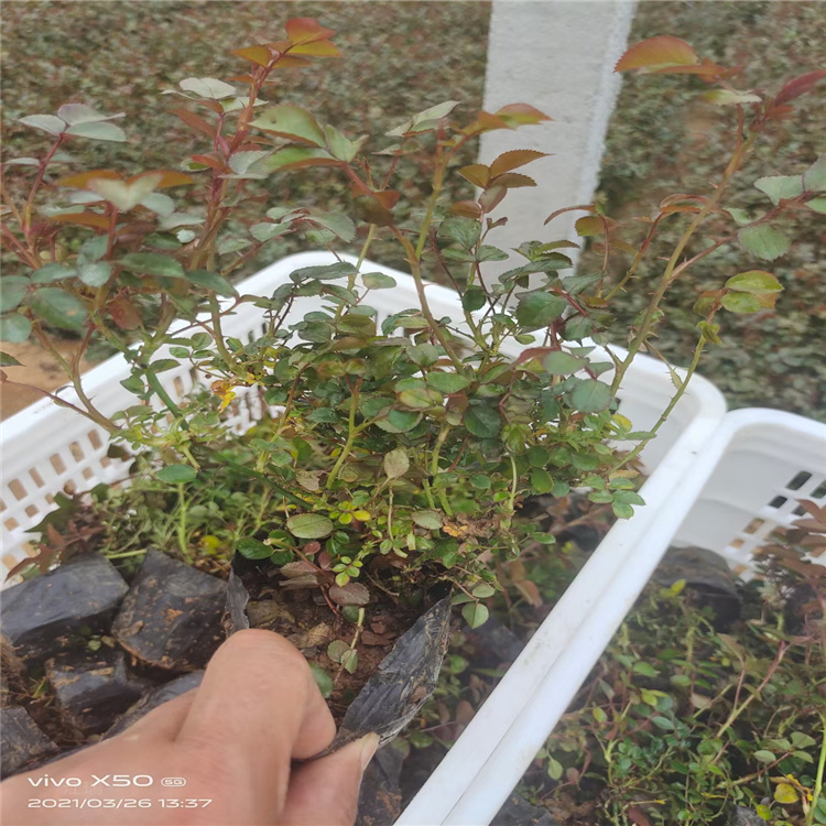 青州苗圃地被月季基地 地被月季图片 地被月季适应能力强