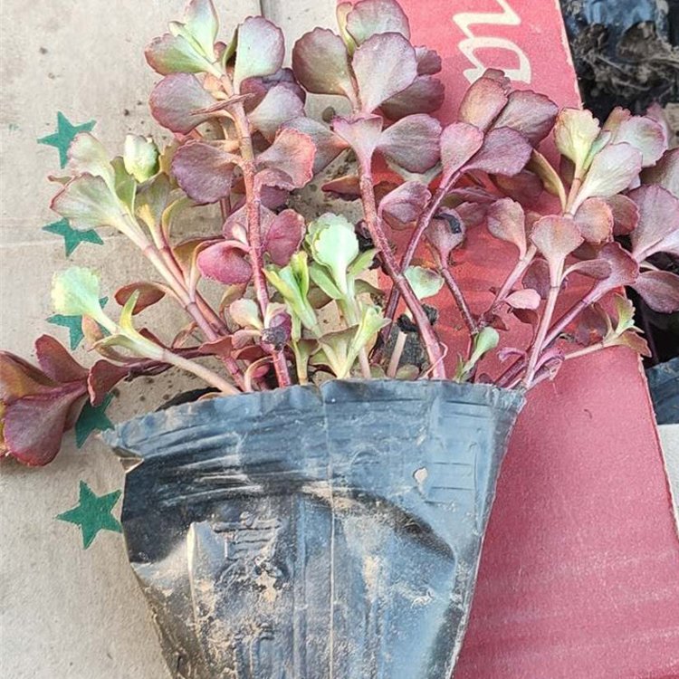 腾骏花卉批发绿化带红景天小苗 红景天小苗大量出售