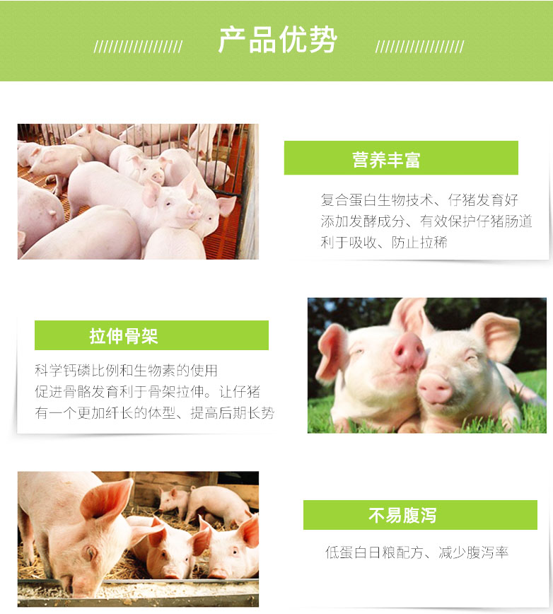 乳猪教槽饲料 全膨化诱食强开口快不拉稀 希佰来英伟供应