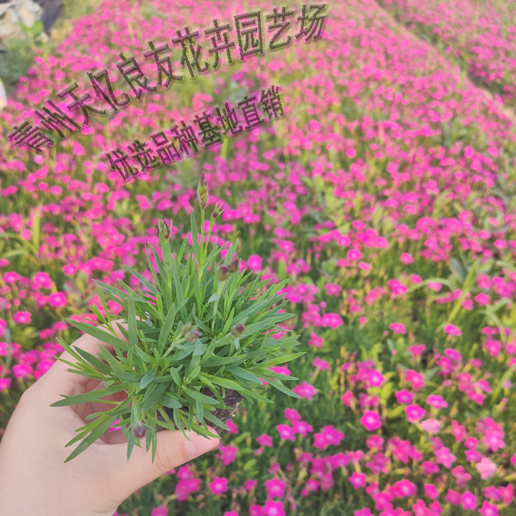 欧石竹 欧石竹出售 欧石竹小苗