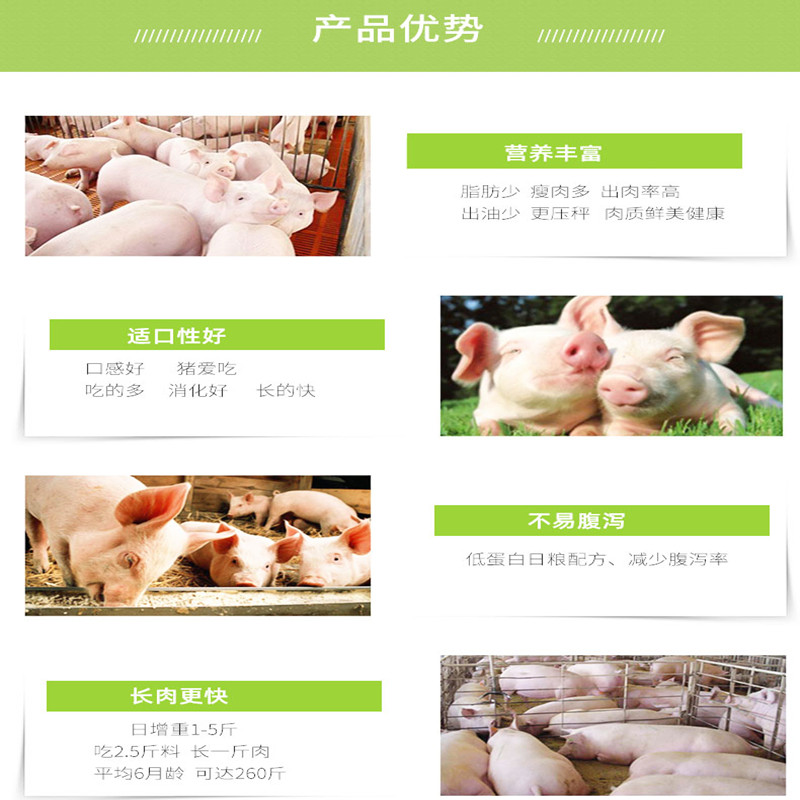 怀孕母猪配合饲料 金保育猪用饲料 猪场用饲料 厂家供应