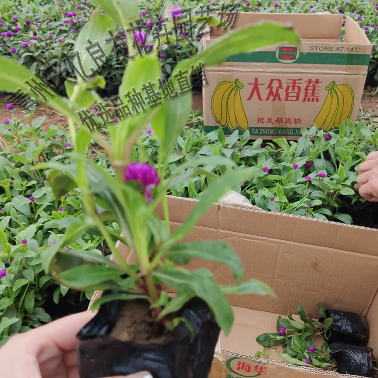千日红 千日红穴盘苗 千日红价格