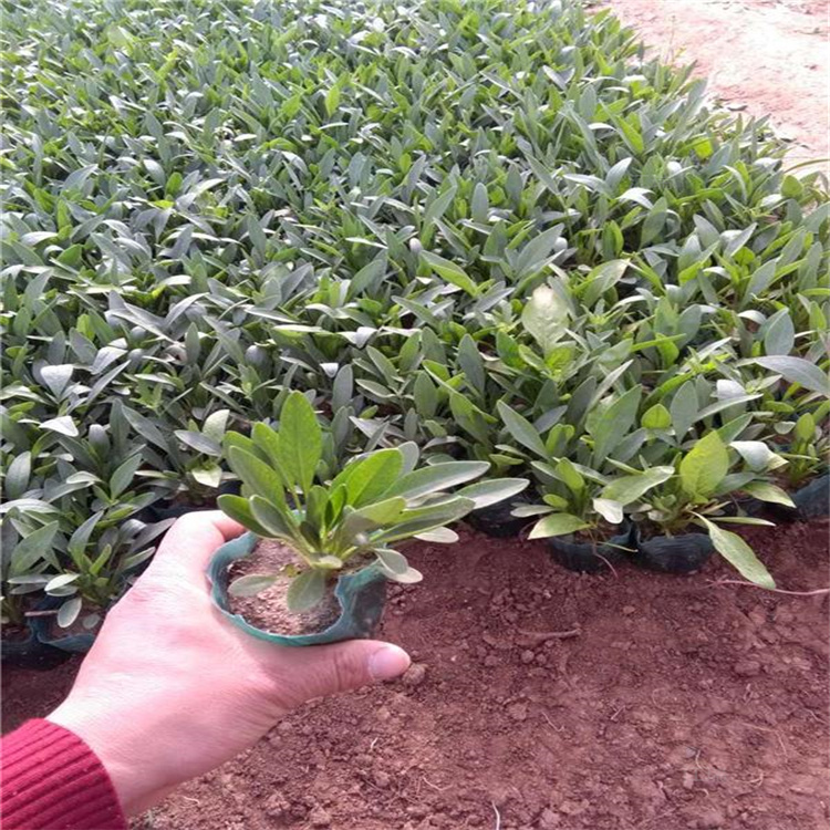 重瓣金鸡菊农户价格 花海打造金鸡菊小苗 欢迎询价