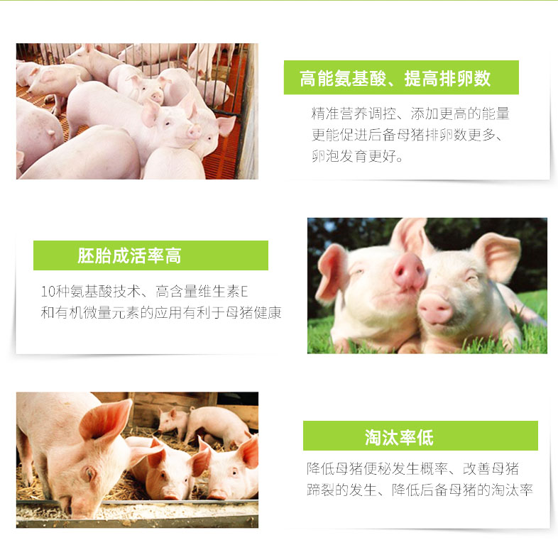 希佰莱英伟 保育猪饲料 后备保育料预混料 保育料配方表