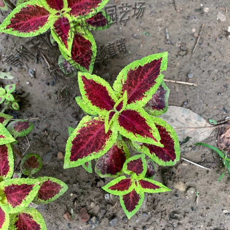 彩叶草 绿植花卉盆栽彩叶草 苗圃批发彩叶草