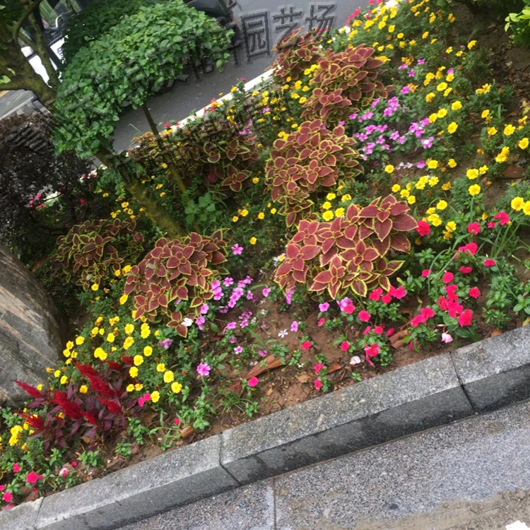 彩叶草种植厂家 彩叶草种植基地 山东彩叶草批发 天亿良友