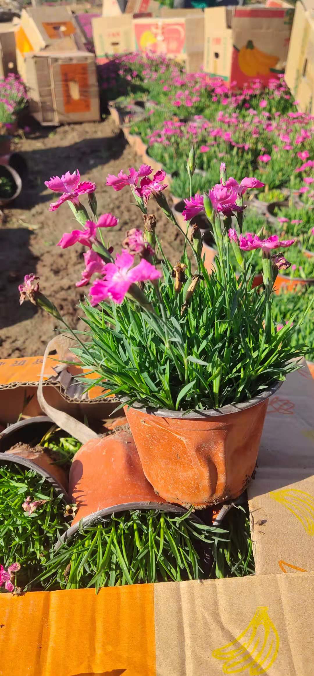 常年开花欧石竹 耐寒抗旱 欧石竹大量批发