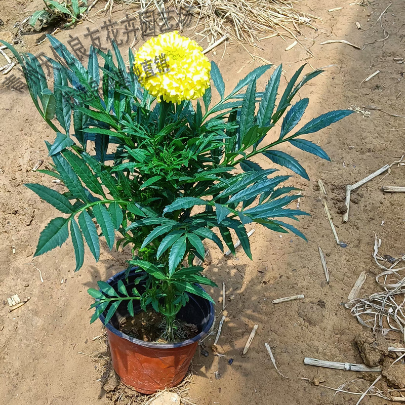山东万寿菊种植厂家 现货出售万寿菊 万寿菊价格优惠易栽培 