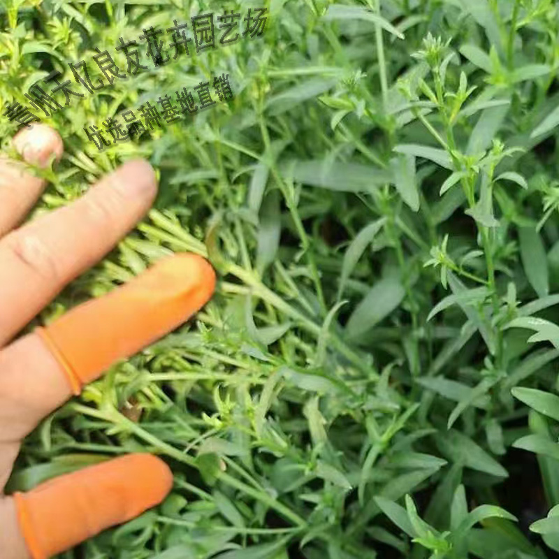 绿化采购荷兰菊 青州花卉批发荷兰菊 宿根花卉荷兰菊价格