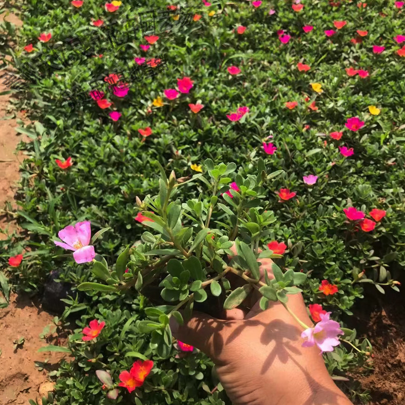 太阳花小苗价格 太阳花出售 花卉工程苗木太阳花批发