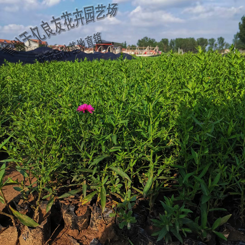 观赏花卉荷兰菊 基地供应多年生荷兰菊 景区花海荷兰菊系列