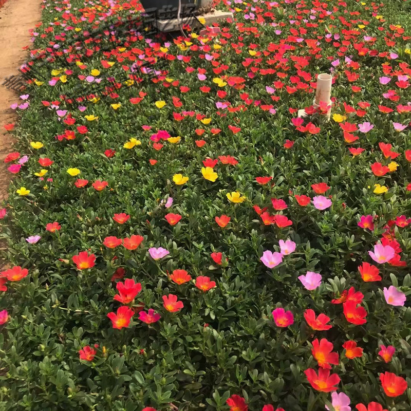 太阳花苗木基地 盆栽四季种植太阳花 天亿良友 基地种植