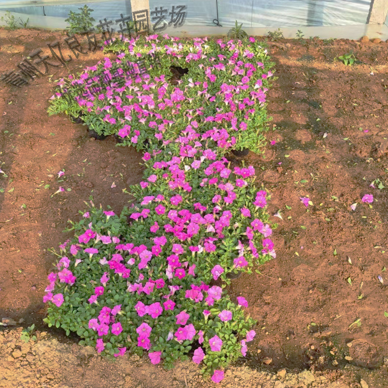 垂吊牵牛小苗 垂吊牵牛营养杯 青州垂吊牵牛种植基地