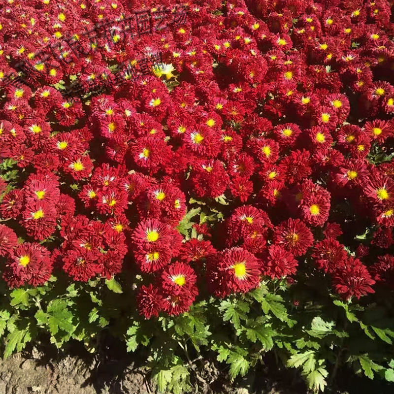 青州地被菊报价 花海系列地被菊 地被菊出售
