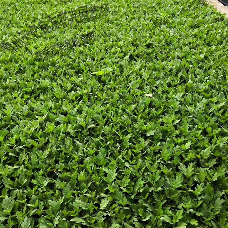 地被菊盆栽出售 地被菊小苗供应 国庆节日花卉地被菊