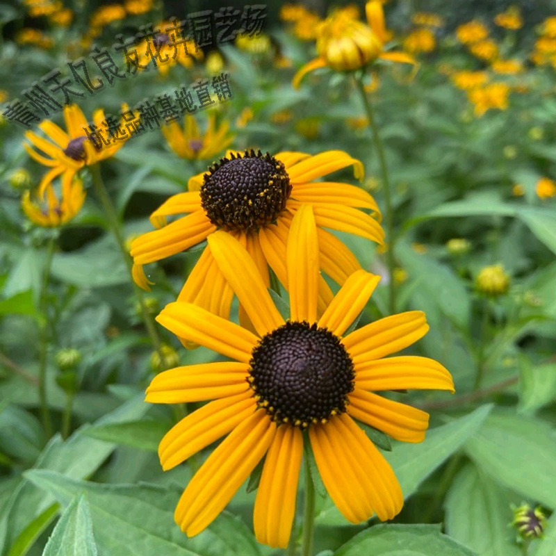 国庆组摆花卉黑心菊 国庆用花黑心菊 黑心菊批发基地