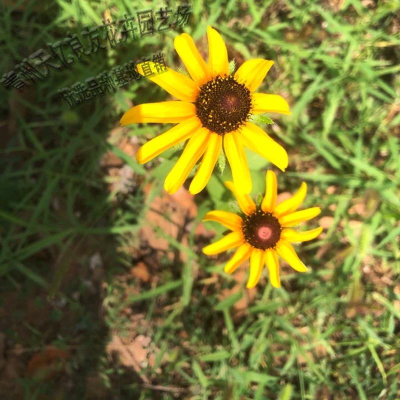 黑心菊基地直供 黑心菊小苗批发 青州黑心菊出售