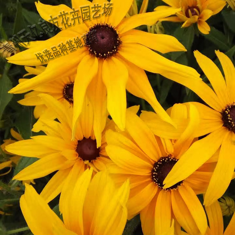 青州黑心菊供应 黑心菊花海系列 宿根草花黑心菊