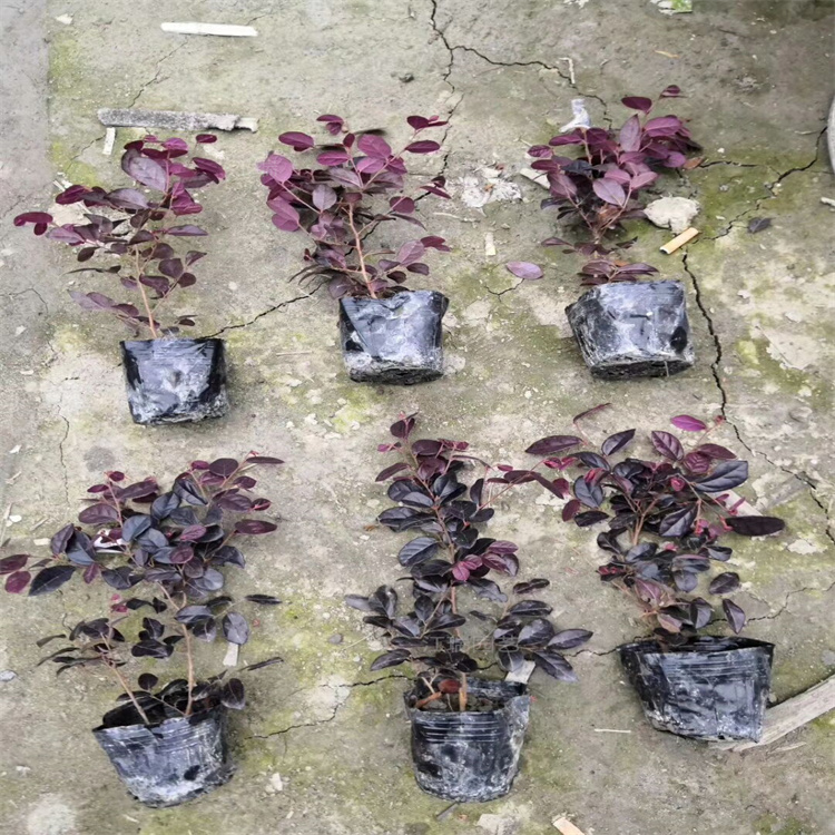 红花继木品质优良 红花继木农户批发 红花继木球修建造景