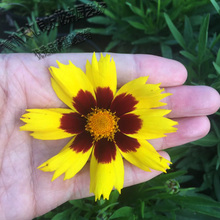 造型设计施工金鸡菊 公园美化用金鸡菊 供应大花金鸡菊