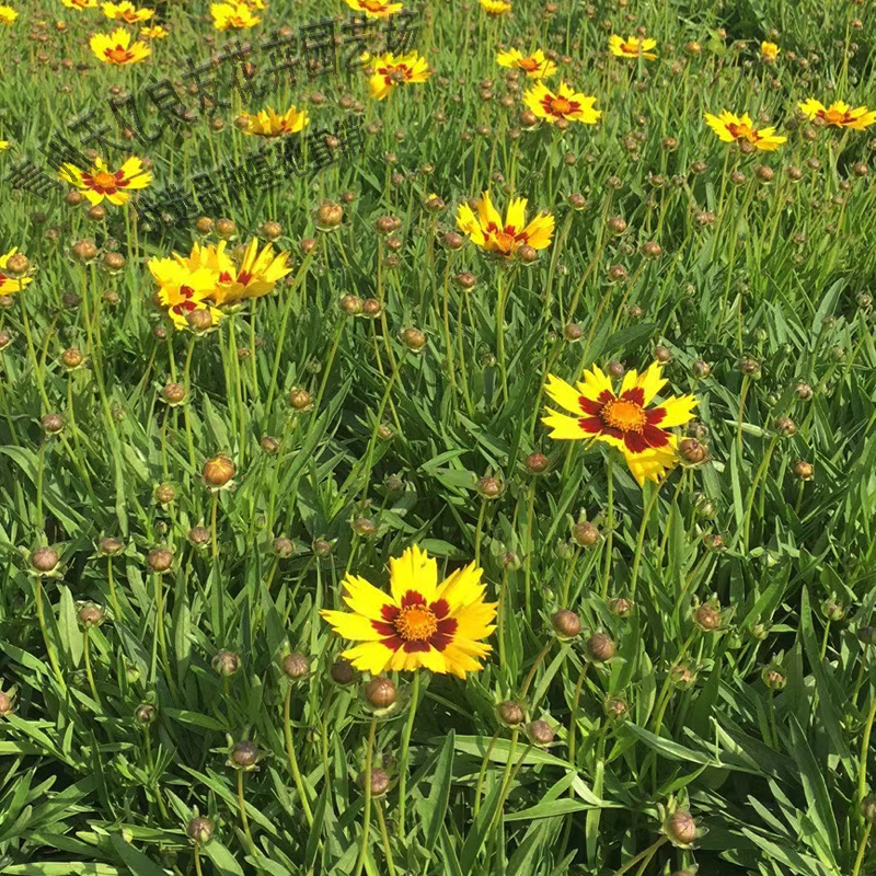 金鸡菊基地直供 大花金鸡菊花海 金鸡菊批发价格