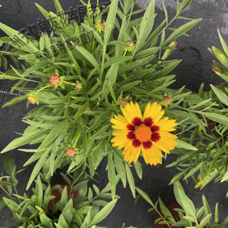 金鸡菊基地种植 大花金鸡菊出售 金鸡菊小苗批发