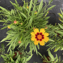 金鸡菊基地种植 大花金鸡菊出售 金鸡菊小苗批发