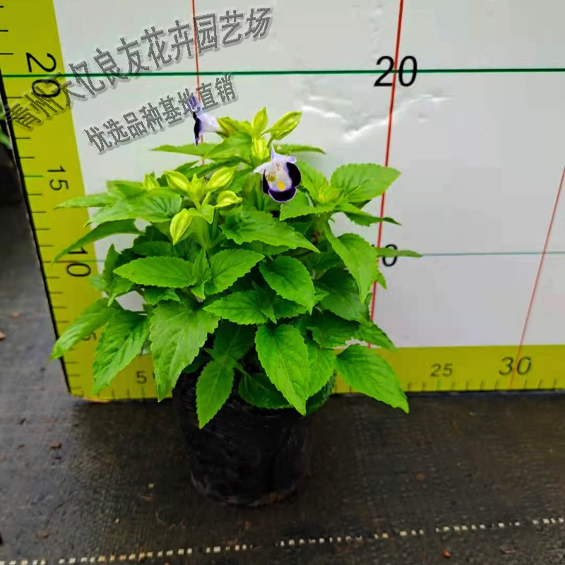 夏堇批发价格 夏堇小苗批发 夏堇花海系列