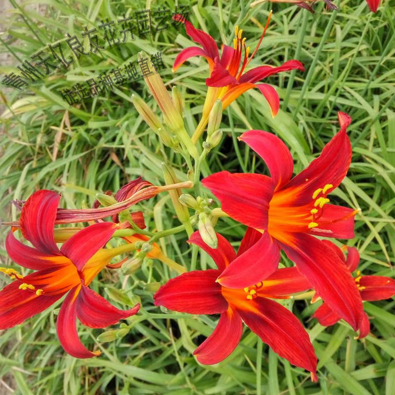 大花萱草基地直供 大花萱草小苗批发 大花萱草花海系列