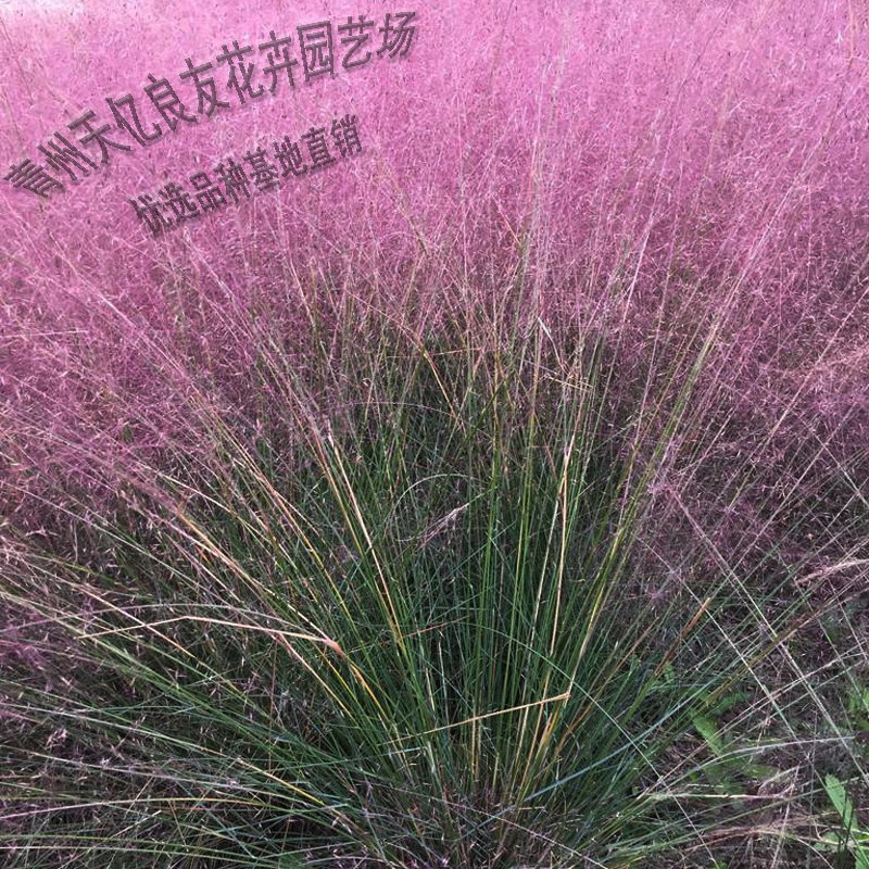 大量供应粉黛乱子草 观赏花卉粉黛乱子草 粉黛乱子草行情
