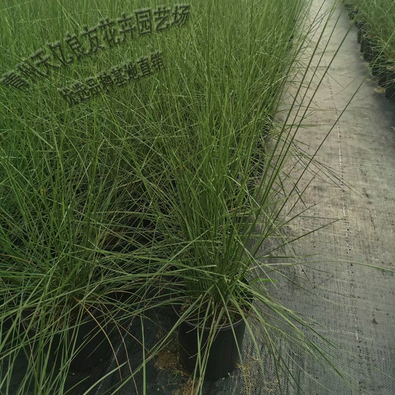 出售粉黛乱子草种苗 供应粉黛乱子草苗 粉黛乱子草市场价格
