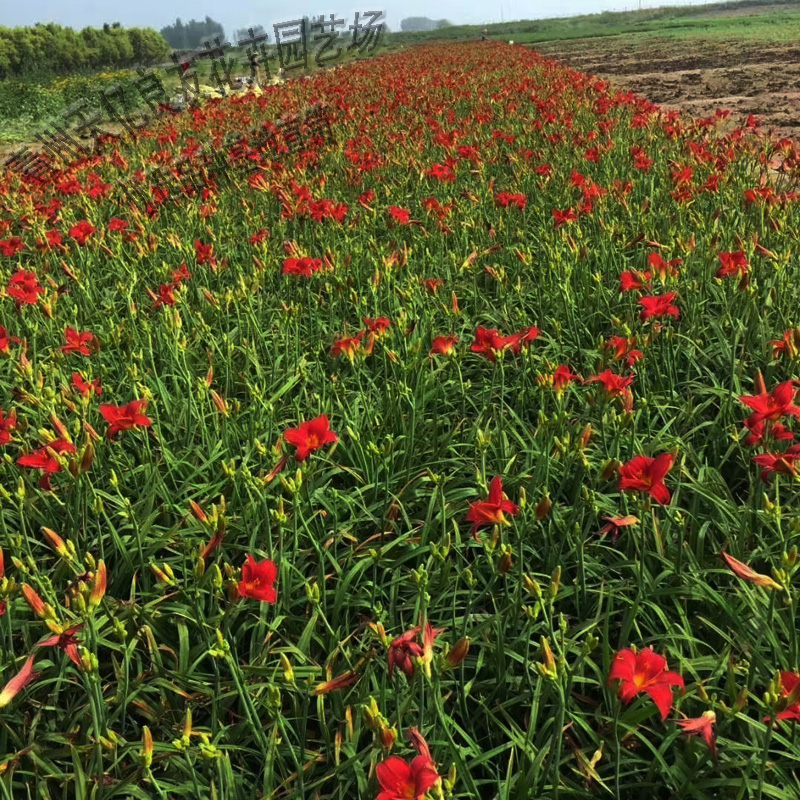 红运萱草 红运萱草批发价格 红运萱草苗圃直供