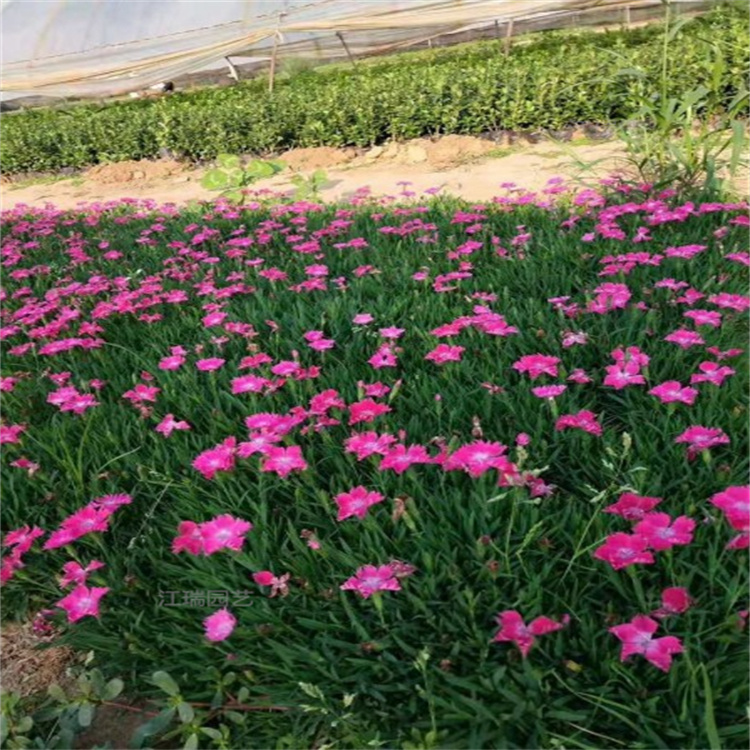 北京欧石竹花坛景观花卉 地被花卉欧石竹 景观花球花卉欧石竹