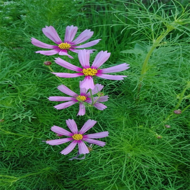 杭州波斯菊绿化工程苗 波斯菊花海 格桑花花色多 江瑞园艺