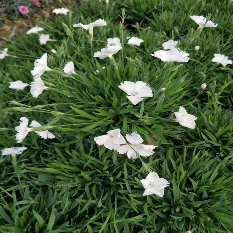 欧石竹立体花柱花卉 欧石竹造型 组合花架欧石竹苗 江瑞