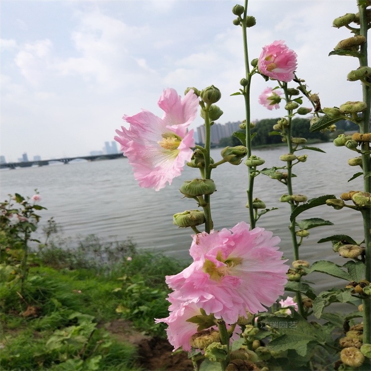 公园绿化蜀葵出售 蜀葵打造观赏花海 江瑞承接绿化工程施工
