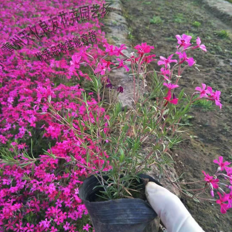丛生福禄考基地直供 丛生福禄考小苗批发 丛生福禄考报价