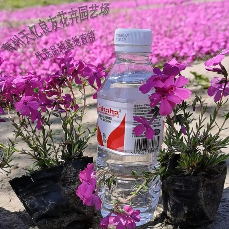丛生福禄考批发价格 丛生福禄考出售 丛生福禄考基地直销