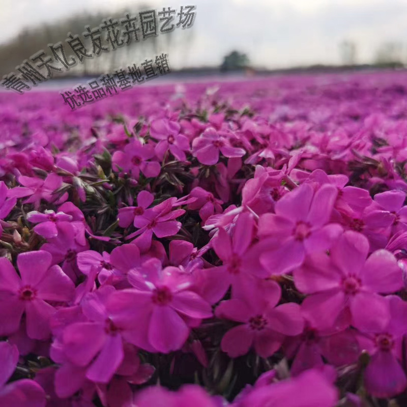 丛生福禄考花海系列 丛生福禄考苗圃直供 丛生福禄考基地