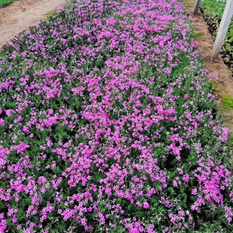 青州芝樱 芝樱价格 芝樱种植基地