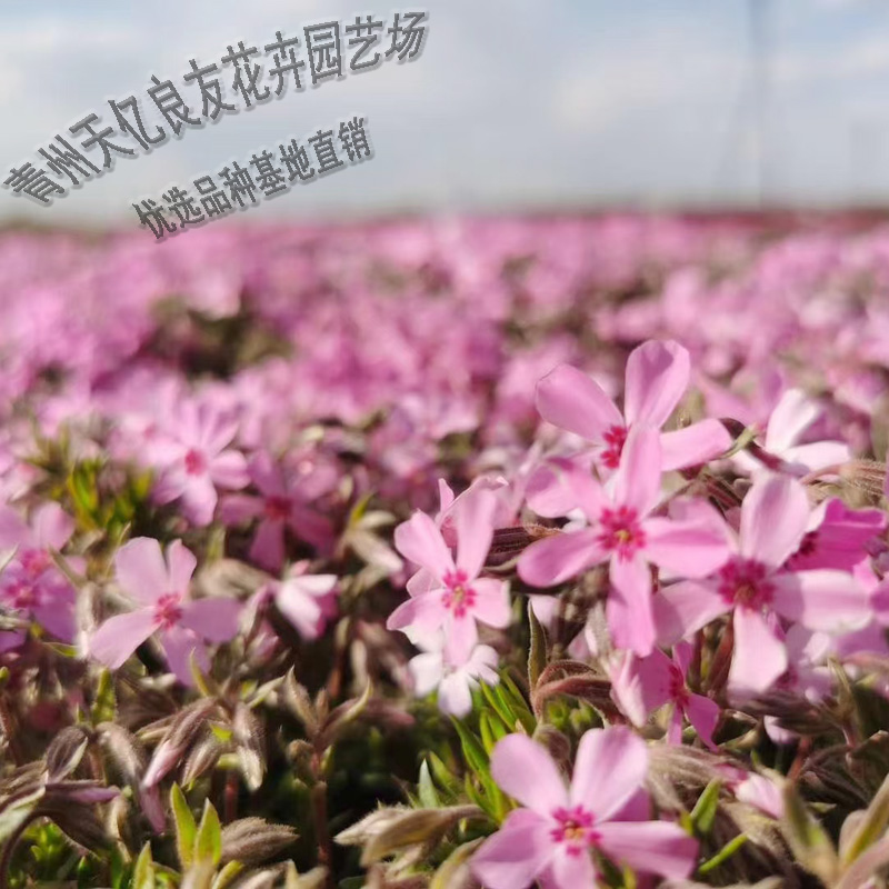 丛生福禄考价格