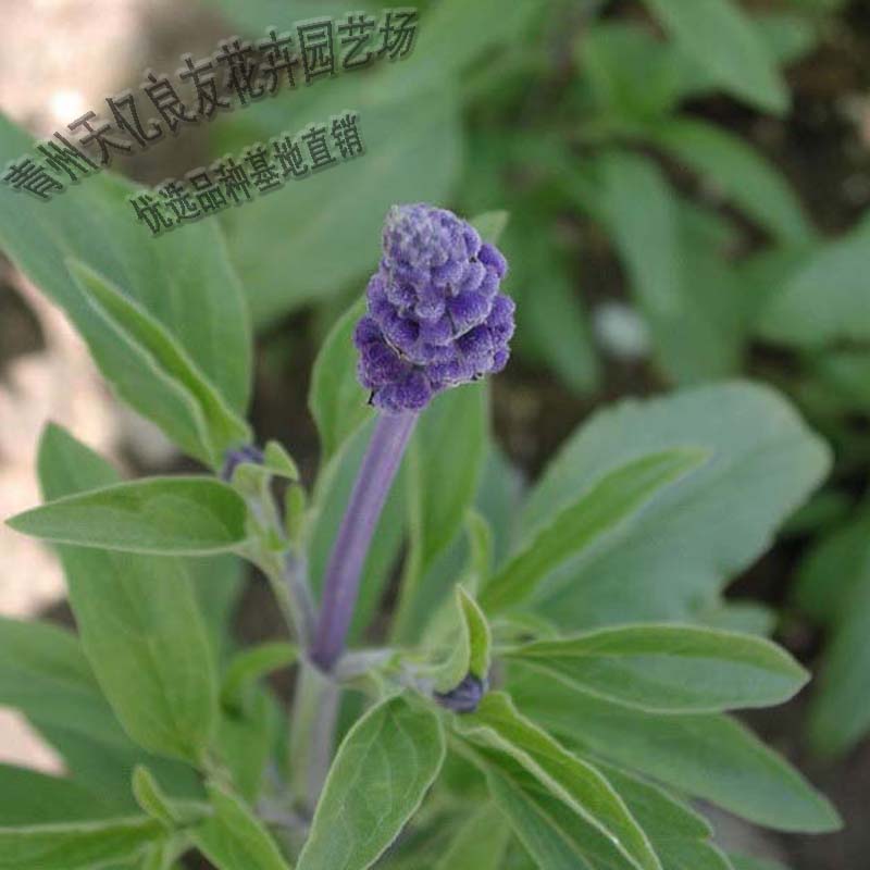 地被鼠尾草小苗批发 地被鼠尾草基地直供 大量出售地被鼠尾草