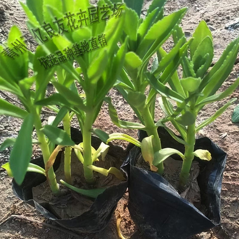 费菜 费菜价格 费菜种植基地