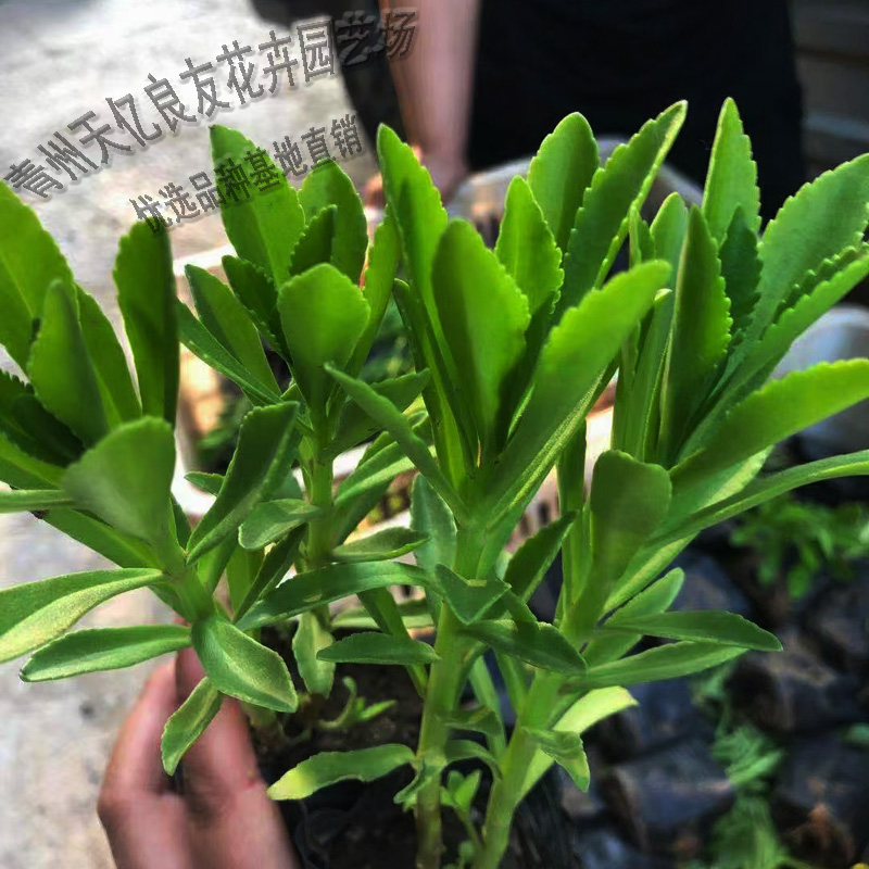三七景天种植基地 三七景天小苗批发 大量出售三七景天