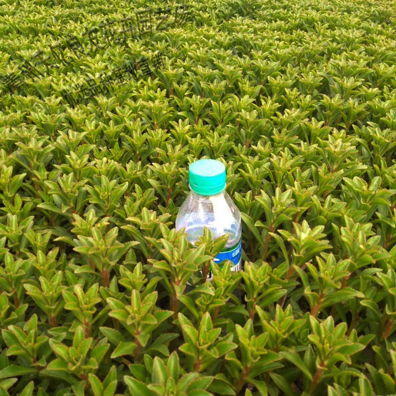 三七景天杯苗 三七景天报价 三七景天苗圃供应
