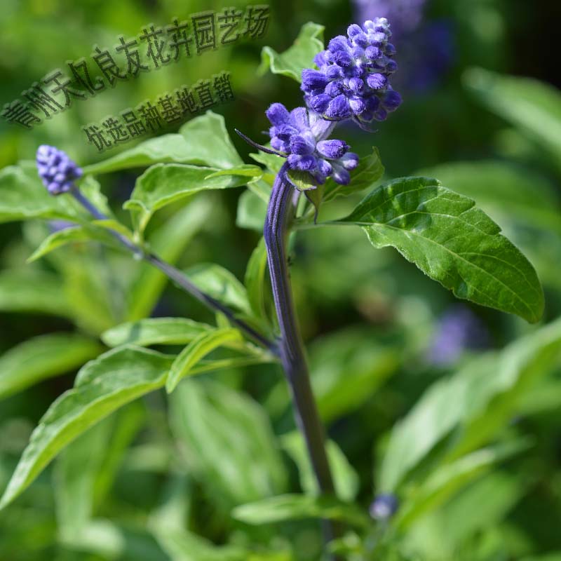 蓝花鼠尾草 蓝花鼠尾草价格 蓝花鼠尾草基地