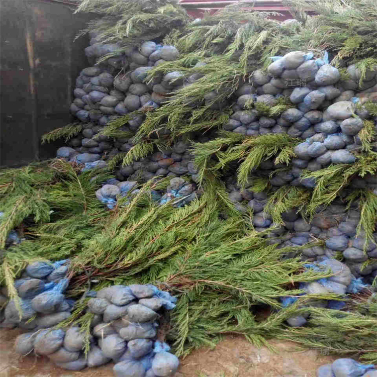 沙地柏杯苗现货 山东沙地柏量大更优惠 江瑞园艺