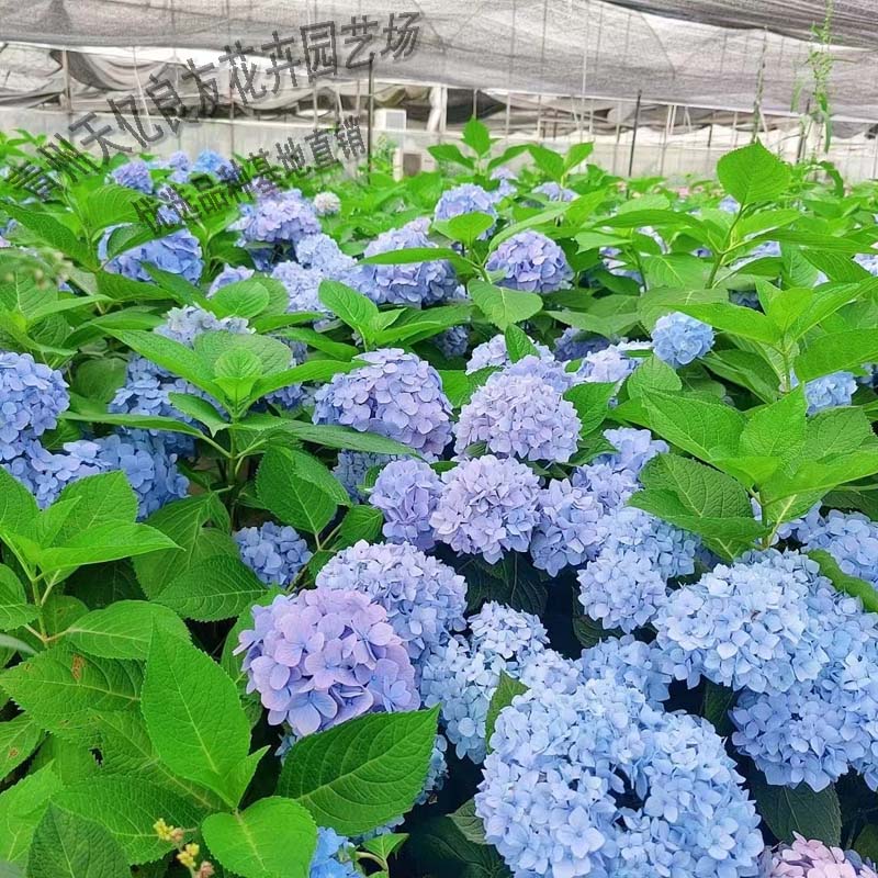 绣球花海系列 绣球花产地 绣球价格