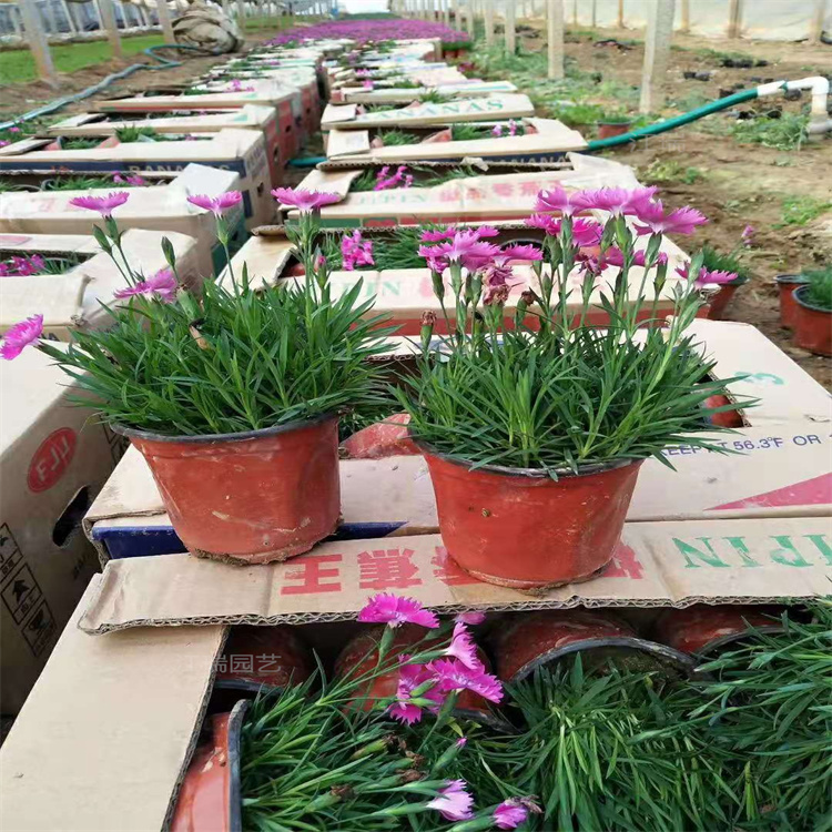 欧石竹绿化带种植花卉 湖南欧石竹上车价 欢迎致电咨询江瑞